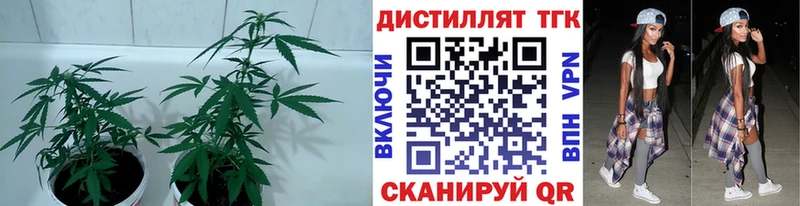 блэк спрут вход  Ачхой-Мартан  ТГК жижа  наркотики 